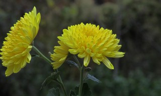 菊花有什么种类 菊花有什么种类图片