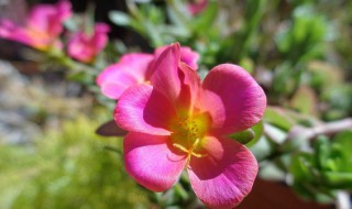 粉色太阳花花语是什么 粉色的太阳花是什么花