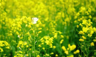 油菜花的生长环境特点 油菜花的生存环境