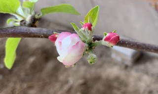 苹果几月开花（苹果几月开花几月成熟）