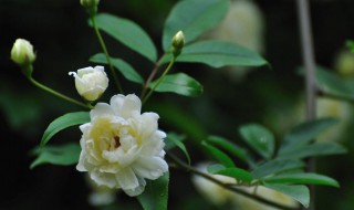 木香花为什么不能种（木香花为什么不能种黄木香几月份开花）