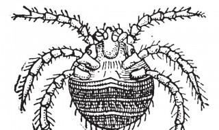 螨虫是什么（螨虫是什么样子图图片）