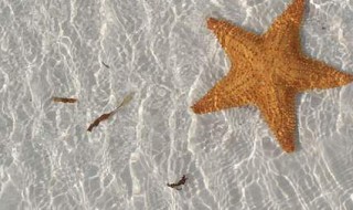 海星吃什么（羽毛海星吃什么）