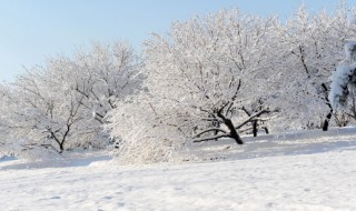 大雪节气吃什么（大雪节令应该吃什么）