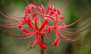 彼岸花是什么意思（网名彼岸花是什么意思）