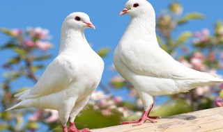 鸽子吃什么 鸽子吃什么饲料最好