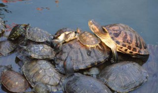 草龟吃什么 草龟吃什么蔬菜和水果