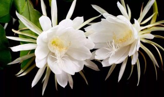 卷边是什么意思（卷边是什么意思梗）