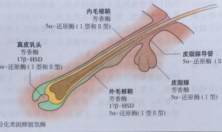 毛孔粗大原因（乳房上汗毛孔粗大原因）