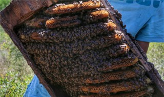 土蜂养殖方法 土蜂养殖技术指导