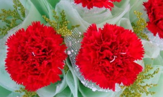 各种颜色的康乃馨的花语各代表什么（不同颜色康乃馨代表什么象征意义）