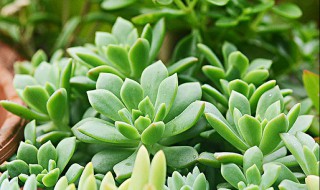 多肉爆头的最佳方法（多肉爆头的最佳方法是什么）