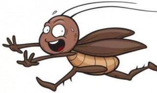 消灭蟑螂最有效的办法 怎么消灭蟑螂最有效的办法