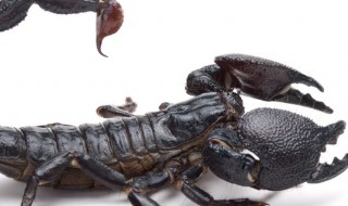 野生蝎子养殖方法 野生蝎子养殖方法介绍,如何养殖野生蝎子
