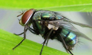 家里出现很大苍蝇预兆 家里出现很大苍蝇预兆着什么