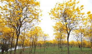 松山湖黄花风铃木怎么导航（松山湖黄风铃花在哪里）