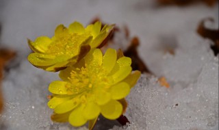 冰凌花泡水喝的功效（冰凌花泡水喝的功效是什么）