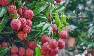 广州的特产携带方便的（广州的特产携带方便的水果）