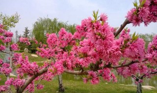 桃花什么季节开 桃花什么季节开花