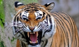 老虎的资料 老虎的资料简介50字