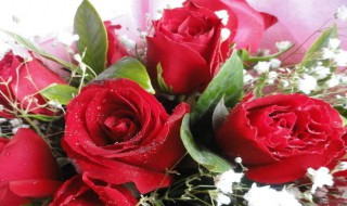 玫瑰花朵数含义 情人节玫瑰花朵数含义