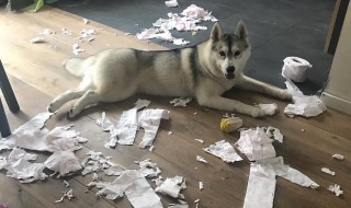 怎么防止哈士奇撕咬家具（如何防止哈士奇拆家）