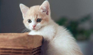 怎么能防止猫在床上尿 怎么防止猫咪尿床上