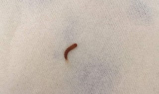 蚂蝗是什么 蚂蝗是什么东西