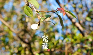 惊蛰的人生含义（惊蛰的人生哲理）