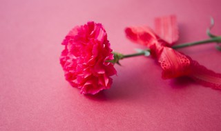 六朵康乃馨的花语（六朵康乃馨的花语与寓意）