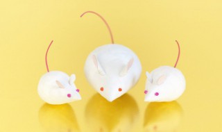 鼠年结婚冲鼠怎样办（结婚日子冲鼠）