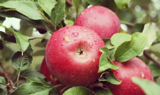 柔水通对苹果树的作用（柔水通农药）