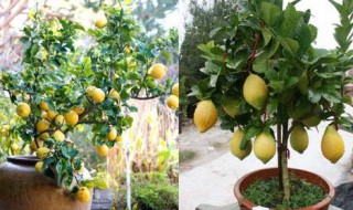 盆栽柠檬树的养殖方法和注意事项（盆栽柠檬树的养殖方法和注意事项视频）