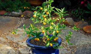 橘子树盆栽怎么养 橘子树盆栽怎么养殖