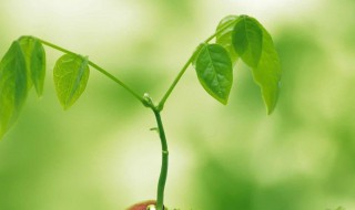 病人祝福短信（病人祝福短信大全）