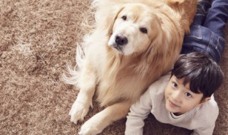 十大狗狗智商排名 十大狗狗智商排名前十