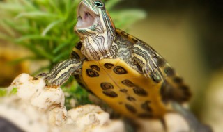 安布闭壳龟怎么养 安布闭壳龟怎么养要放水里吗