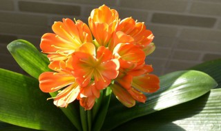 君子兰怎么养家庭养法 君子兰怎么养家庭养法大全