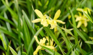 花怎么养 花怎么养能长久一点