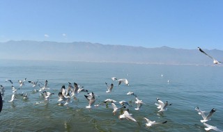 海鸥的意思 海鸥的意思解释