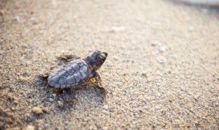 巴西龟公母区别 巴西龟公母区别图片大全