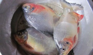 红鲳鱼是海鱼还是河鱼（红鲳鱼是海鱼还是河鱼?）