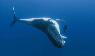 世界上最孤独的鲸鱼 世界上最孤独的鲸鱼现在怎么样了