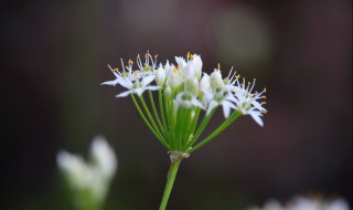 韭菜花的做法腌制方法（韭菜花的做法腌制方法窍门）