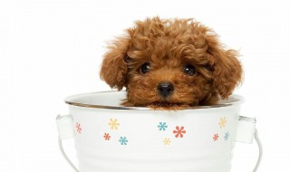 茶杯贵宾犬介绍 茶杯贵宾犬的性格特点