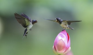 燕子的资料 燕子的资料说明文