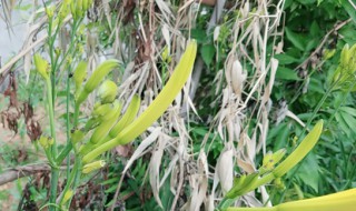 黄花菜干怎么做好吃（黄花菜干怎么做好吃又简单家常的）