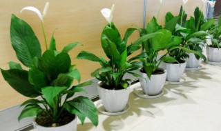 净化室内空气的植物（净化室内空气的植物有哪些）