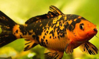 小鱼吃什么食物 小鱼吃什么食物 家养