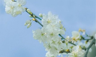 樱花文案（樱花文案句子）